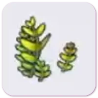 Fern icon